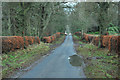 Minor road through Birch Wood, Balnamoon