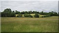 Silage crop