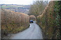 High hedges on the road from Stepaside