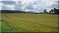 Barley, Horselea