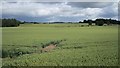 Wheat, Gallowmuir