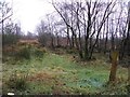 Wooded area and bog, Cloghfin