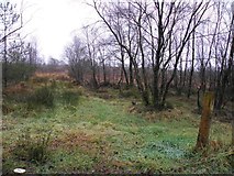 H5173 : Wooded area and bog, Cloghfin by Kenneth  Allen