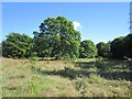 Parkland, Longhirst Hall