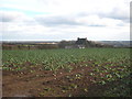 Field at Trewithick