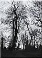 TQ1372 : Trees by the River Crane, December by Stefan Czapski