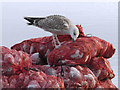 SZ0190 : Hungry Gull by David Dixon