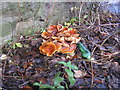 NT2470 : Winter fungus - Flammulina velutipes by M J Richardson
