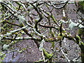 Cen a mwsogl yn Chwarel Dorothea / Lichens and moss in Dorothea Quarry