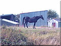 Old swayback thoroughbred mare at Highbridge