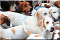 Hounds at Tenterden Hunt