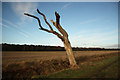 SK8671 : Dead tree by Richard Croft
