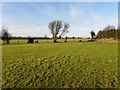 Magheramesk Townland