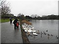 J0858 : Feeding birds, Lurgan Park (1) by Kenneth  Allen