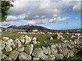 Raw materials for stone walling on Sabbath Hill