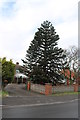 Monkey Puzzle Tree on Gainsborough Road, Blyton