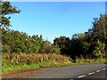 Stanley Wood near Nympsfield, Gloucestershire