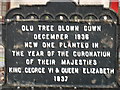 The Dunning Oak, descriptive plaque