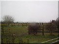 Bedraggled horses by the old railway trackbed in Stewton Lane