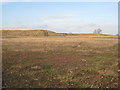 Waste heap near Hatfield Main colliery