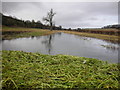 Winterbourne in Flood