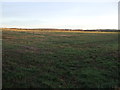 Farmland off Long Lane