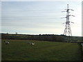 Grazing, Low Moor