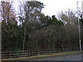 Woodland beside the A67