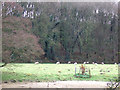 Grazing by the River Leven