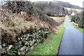 Stone wall and hedge by the lane