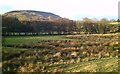 Damp meadows by the Dove