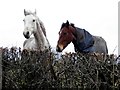 Curious horses, Attaghmore