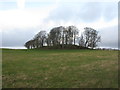 Small copse of trees at Waterfoot