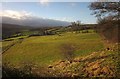 Sheep pasture, Thistle Grove