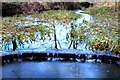 The Pond Lochore Meadows