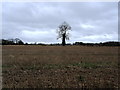 SE3763 : Field beside Spellow Grange by Chris Heaton