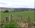 Bridleway to Eglingham