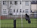 H4572 : Rook on a fence, Omagh by Kenneth  Allen