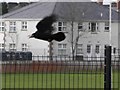 H4572 : Rook flies off, Omagh by Kenneth  Allen