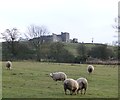 Sheep in pasture