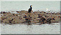 J4482 : Cormorant near Helen's Bay by Albert Bridge