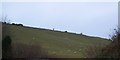 Sheep grazing in a field near Southcott Wood