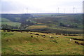 Sheep below Mattbridge Farm