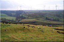 SD7525 : Sheep below Mattbridge Farm by Bill Boaden