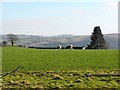 SO1193 : Ewes and lambs near Tynyreithin Hall Farm by Penny Mayes