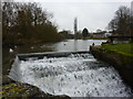 Bird-life on Pleasley Mill Pond