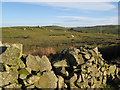 Sheep on Ffridd y Mynydd