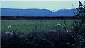 Sheep in Fairfields Barn Field