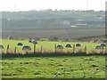 SE3426 : Wrapped bales near Dungeon Lane Farm by Christine Johnstone