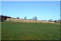 Standing Crop near Birstwith